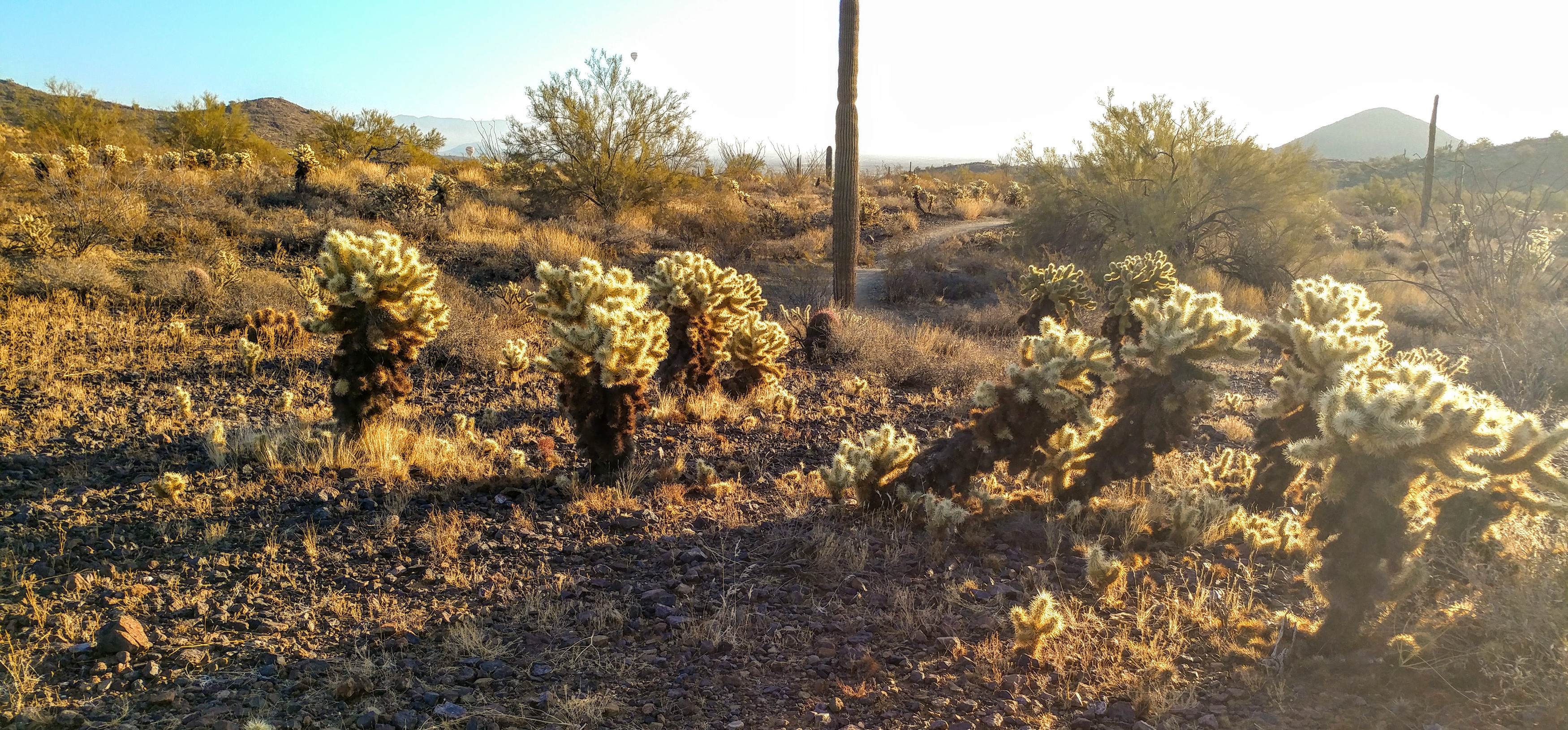 cactus on the trail